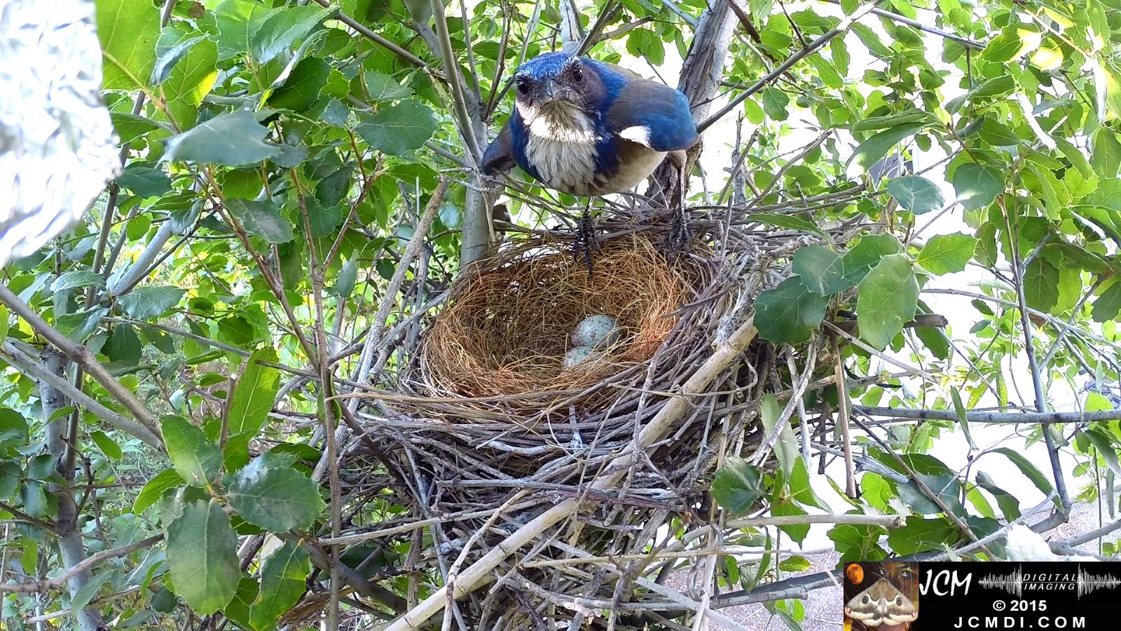 Scrub Jay nest and activity GoPro Hero3+ Black 3-3132015 Santa Clarita JCMDI.COM